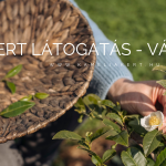 Teakert látogatás- Vác