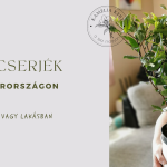 Kamélia Akadémia - avagy teacserjék Magyarországon