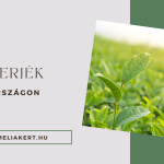 Kamélia Akadémia - avagy teacserjék Magyarországon